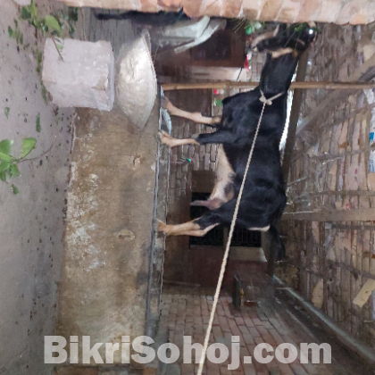 ২টা উন্নত জাতের গর্ভবতী ছাগল বিক্রি করবো।